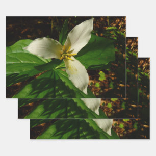 White Trillium Flower Spring Wilde Inpakpapier Vel