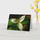 White Trillium Flower Spring Wilde Kaart (Gele Bloem)