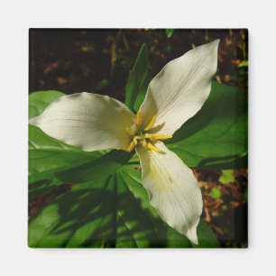 White Trillium Flower Spring Wilde Magneet