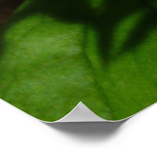 White Trillium Flower Spring Wilde Poster (Hoek)