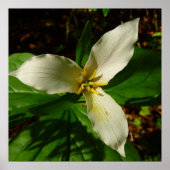 White Trillium Flower Spring Wilde Poster (Voorkant)