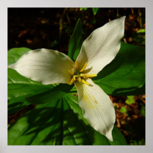 White Trillium Flower Spring Wilde Poster