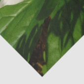 White Trillium Flower Spring Wilde Tissuepapier (Detail)