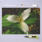 White Trillium Flower Spring Wilde Tissuepapier (Craft)