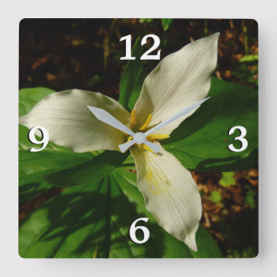 White Trillium Flower Spring Wilde Vierkante Klok