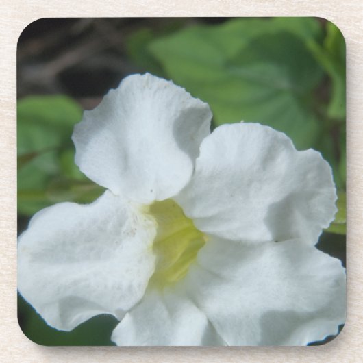 White Tropical Flower gevonden op Fiji Bier Onderzetter (Voorkant)
