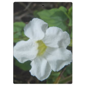 White Tropical Flower gevonden op Fiji Klembord (Achterkant)