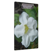 White Tropical Flower gevonden op Fiji Klembord (Rechts)