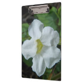 White Tropical Flower gevonden op Fiji Klembord (Links)