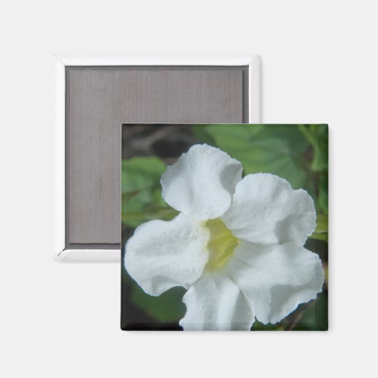 White Tropical Flower gevonden op Fiji Magneet (Voorkant / Achterkant)