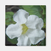 White Tropical Flower gevonden op Fiji Magneet (Voorkant)