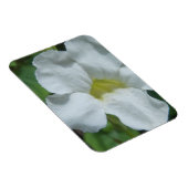 White Tropical Flower gevonden op Fiji Magneet (Rechterzijde)