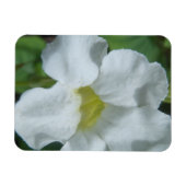 White Tropical Flower gevonden op Fiji Magneet (Horizontaal)