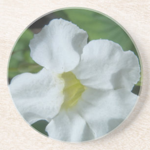 White Tropical Flower gevonden op Fiji Zandsteen Onderzetter