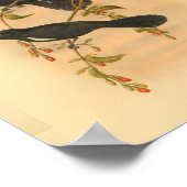 White Tufted Flycatcher Bird  Print (Hoek)
