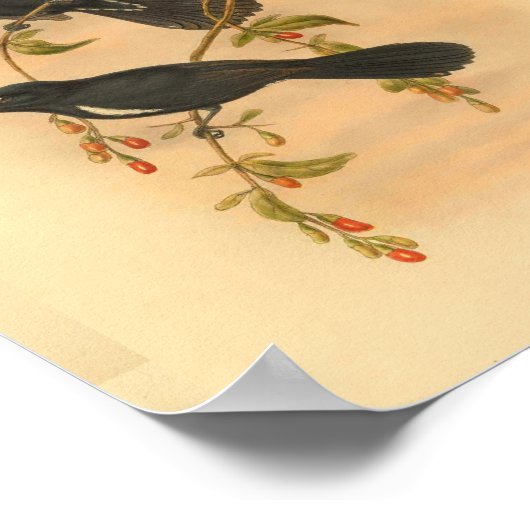 White Tufted Flycatcher Bird Print (Hoek)