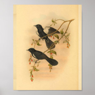 White Tufted Flycatcher Bird  Print