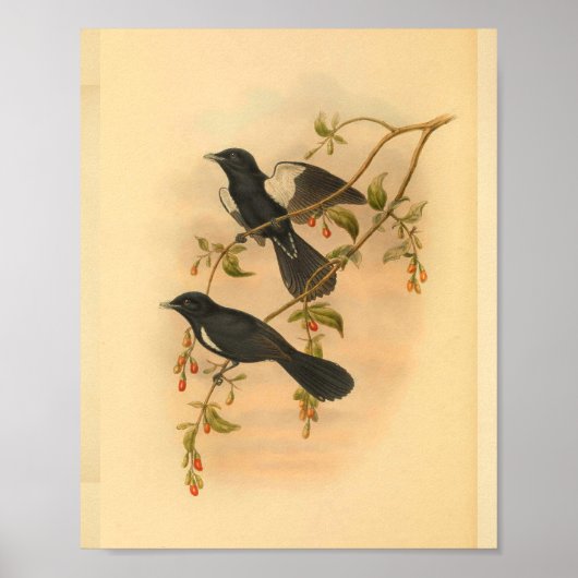 White Tufted Flycatcher Bird  Print (Voorkant)