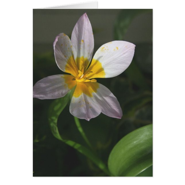 White Tulip Card (Voorkant)