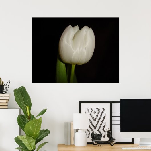White Tulip Family:Liliaceae, Soort:Lilliopsida Poster (Thuiskantoor)