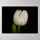 White Tulip Family:Liliaceae, Soort:Lilliopsida Poster (Voorkant)