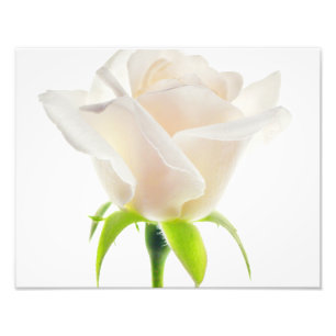 White Tulip Flower Clear Background Floral Foto Afdruk