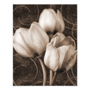 White Tulip Flowers Sepia Black Background floral Foto Afdruk