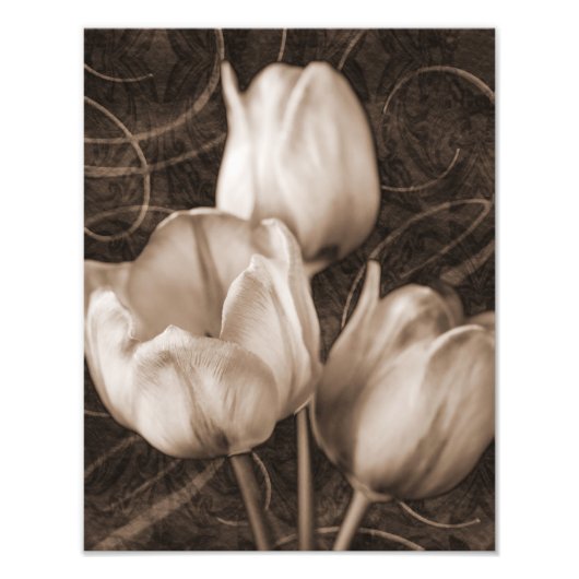 White Tulip Flowers Sepia Black Background floral Foto Afdruk (Voorkant)