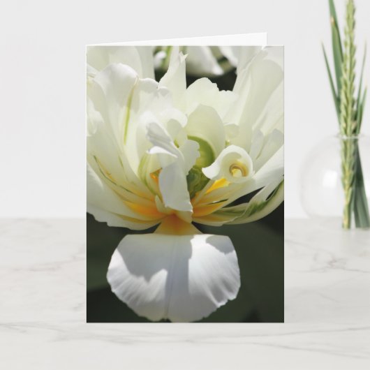White Tulip Kaart (Voorkant)