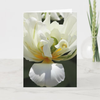White Tulip Kaart