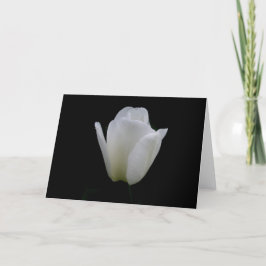 White Tulip Kaart