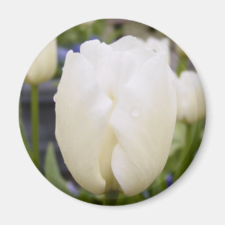 White Tulip Magneet
