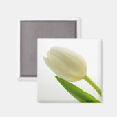 White Tulip Magneet (Voorkant / Achterkant)