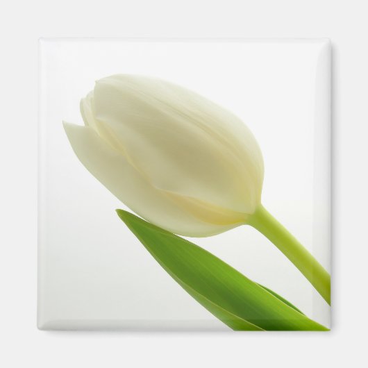 White Tulip Magneet (Voorkant)