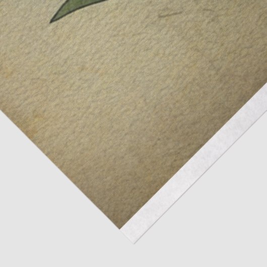 White Tulip Old Art Tissuepapier (Detail)