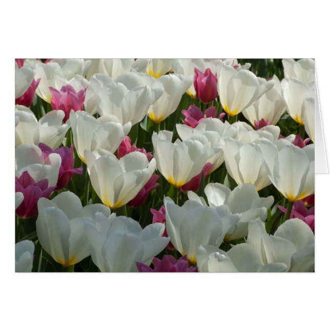 White Tulips Card (Voorkant Horizontaal)