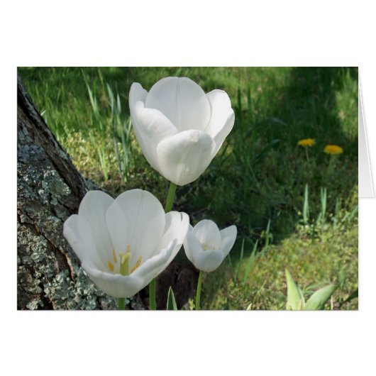 White Tulips Flower Trio (Voorkant Horizontaal)