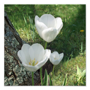 White Tulips Flower Trio Foto Afdruk