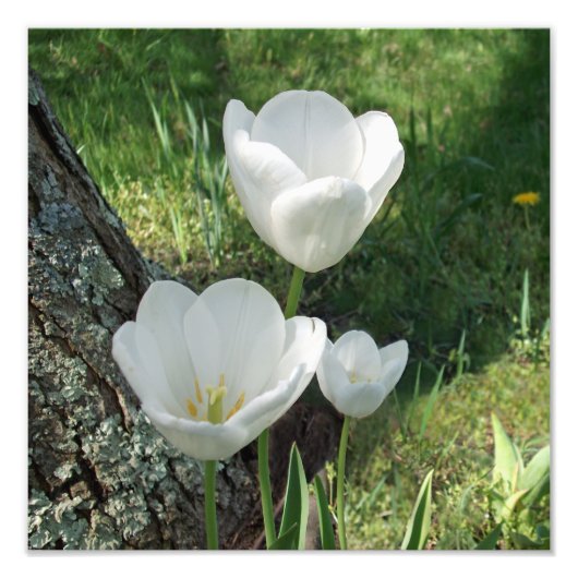 White Tulips Flower Trio Foto Afdruk (Voorkant)
