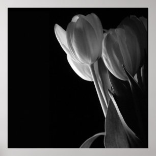 White Tulips foto op zwarte achtergrond Poster