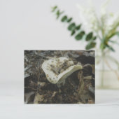 White Vase paddenstoel Briefkaart (Staand voorkant)