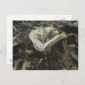 White Vase paddenstoel Briefkaart (Voorkant / Achterkant)