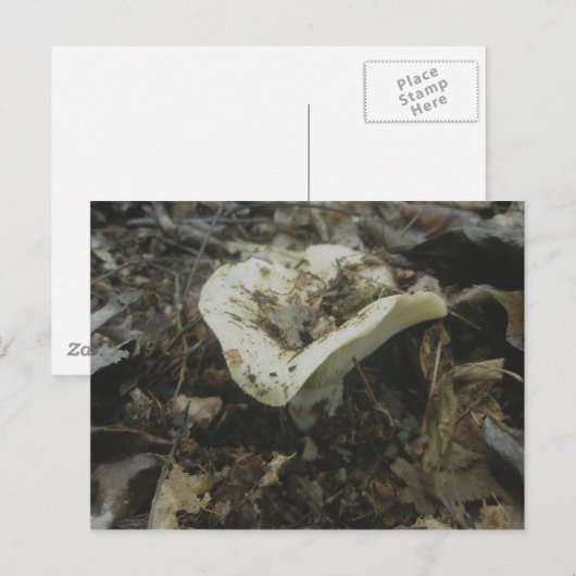 White Vase paddenstoel Briefkaart (Voorkant / Achterkant)