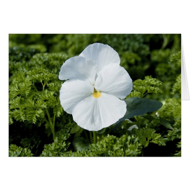 White Viola Card (Voorkant Horizontaal)