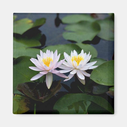 White Water Lilies Magneet (Voorkant)