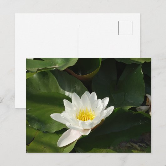 White Water Lilly Fotografie Briefkaart (Voorkant / Achterkant)