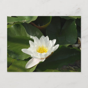 White Water Lilly Fotografie Briefkaart