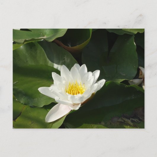 White Water Lilly Fotografie Briefkaart (Voorkant)