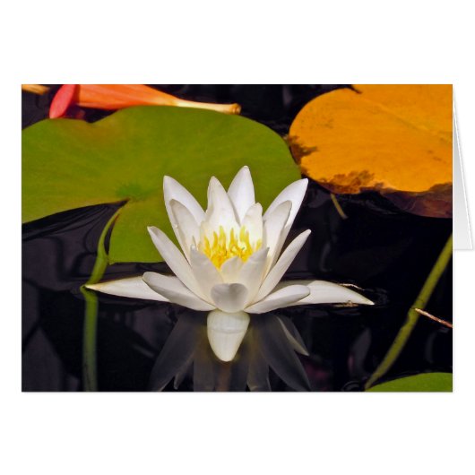 White Water Lily (Voorkant Horizontaal)