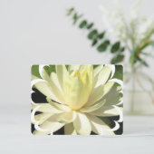 White Water Lily Briefkaart (Staand voorkant)